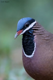 Blue-headed Quail-dove