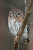 Cuban pygmy Owl