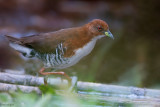 Red-and-white Crake