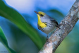  Olive-capped Warbler 