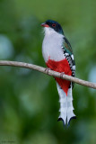 Cuban Trogon 