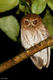 Puerto Rican Screech Owl 