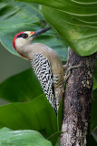 West Indian Woodpecker