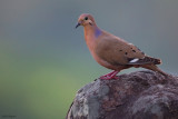 Zenaida Dove