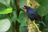 Puerto Rican Bullfinch 