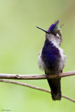 Purple-crowned Plovercrest