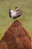 Southern Caracara