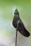 Antillean Crested Hummingbird