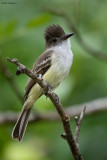 La Sagras Flycatcher