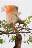 Asian Crested Ibis 