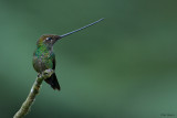 Sword-billed Hummingbird 