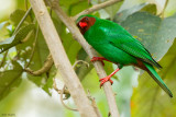 Grass-green Tanager