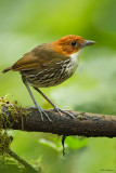 Chestnut-crowned Antpitta