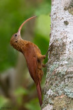 Red-billed Scythebill