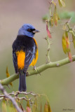 Blue-and-yellow Tanager 