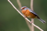 Rusty-browed Warbling-Finch 