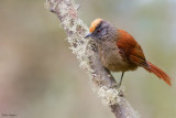 Light-crowned Spinetail