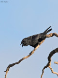 Cuban Palm Crow 