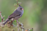 Grey-crested Finch