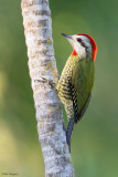 Cuban Green Woodpecker 