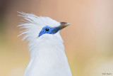 Bali Myna