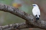 Bali Myna