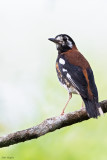 Chestnut-backed Thrush