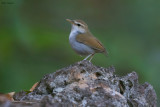 Timor Stubtail