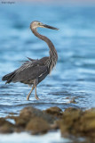 Great-billed Heron