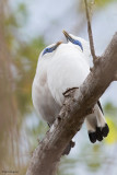 Bali Myna