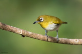 Ambon Yellow White-eye 