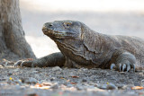 Komodo Dragon