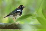 Chestnut-capped Thrush