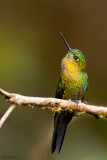 Golden-breasted Puffleg