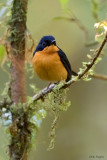 Cinnamon-chested Flycatcher