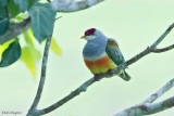 Wallace's Fruit-dove