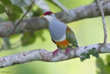 Wallace's Fruit-dove