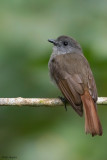 Russet-backed Jungle-flycatcher