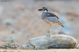 Beach Thick-knee