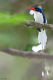 Common Paradise-Kingfisher