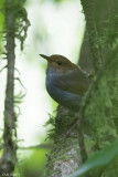 Russet-capped Tesia 