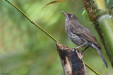 Pearly-eyed Thrasher 