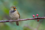 Yellow-faced Grassquit 