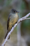 Cuban Pewee 