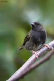 Black-faced Grassquit 