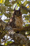 Madagascar Long-eared Owl 