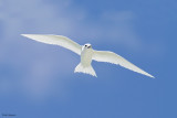 White Tern