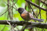 Blackish-headed Spinetail 