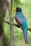 Blue-tailed Trogon