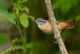 Fawn-breasted Wren